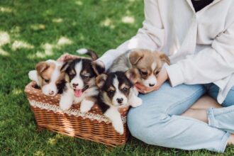 14 Best Side Hustles for Animal Lovers To Make Extra Money