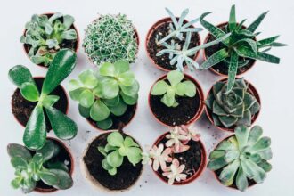 10 Best Places To Sell Plants To Make Money