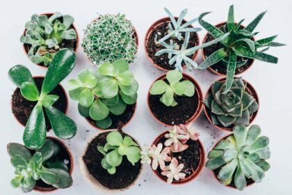 10 Best Places To Sell Plants To Make Money